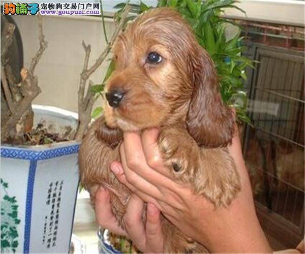 八个月的可卡犬一直后腿无力这是为什么