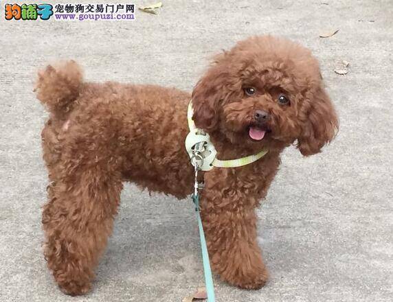 打好持久战 教你饲养出更加优秀的贵宾犬