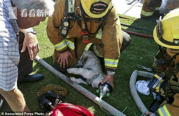 狗狗因大火昏迷 消防员用氧气罩救活