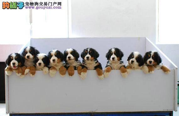 哪些行为会不知不觉的给伯恩山犬带来危险