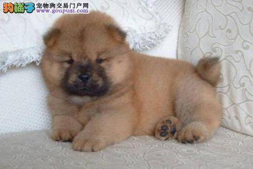 六个看点教你挑选到优秀的松狮犬