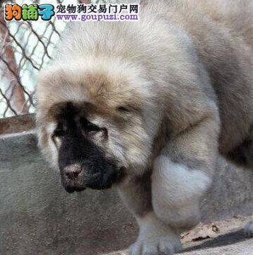 高加索犬右前腿有点拐是什么原因