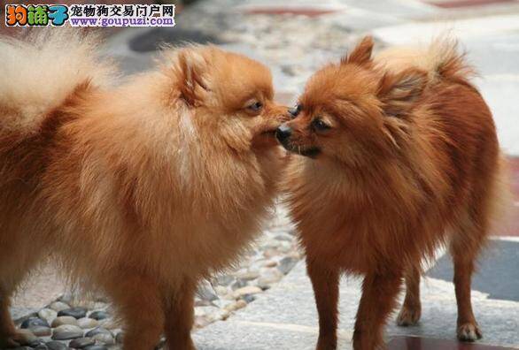 如何用最直接的方法判断博美犬是否纯种
