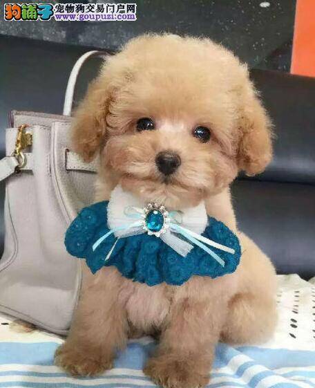 泰迪犬得了螨虫身上有体臭味吃什么药治疗效果好