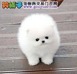 给博美犬增肥有何好方法