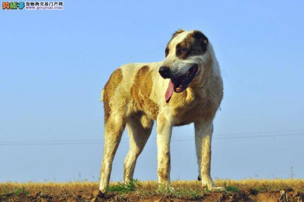 中亚牧羊犬常见恶习啃咬、乱舔乱扑怎么训练
