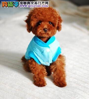 泰迪犬幼犬的选购方法和饲养方式