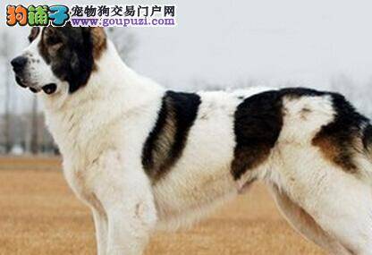 快速了解中亚牧羊犬配种的八项原则