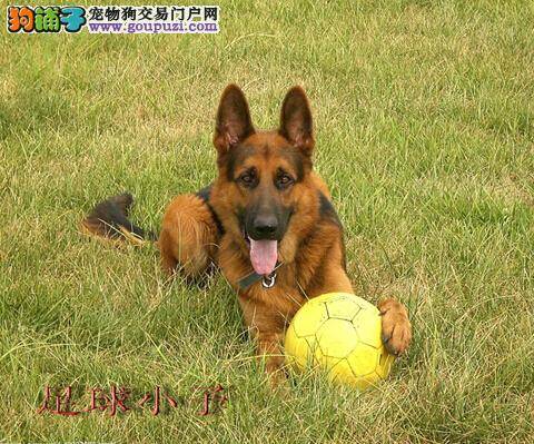 从哪些方面可以判断出德国牧羊犬的优秀程度