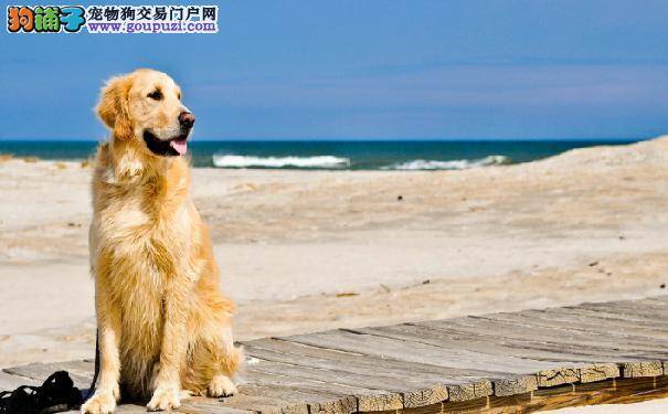 金毛犬脱毛很严重是什么情况