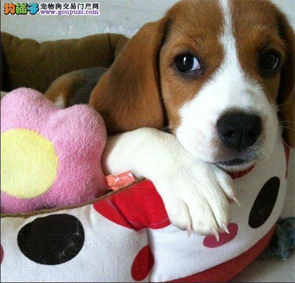 比格犬拉稀，不吃东西没精神 求指点