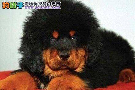 犬瘟热 藏獒免疫失败怎么办