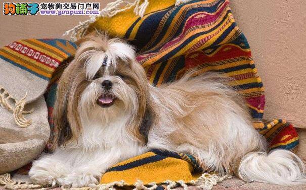 西施犬出现口臭怎么办？哪些疾病会让它口臭？