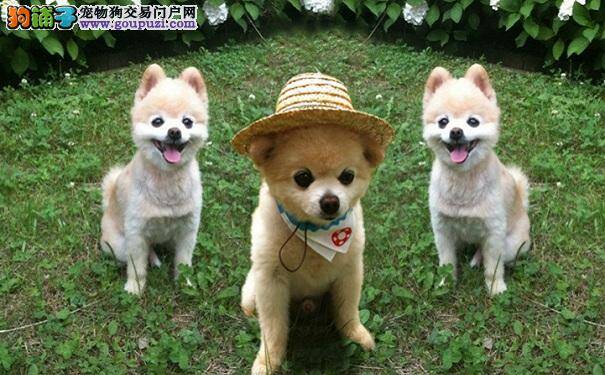 俊介君咳嗽怎么办 博美犬咳嗽的治疗方法