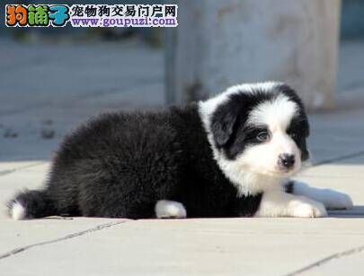 怎样看边境牧羊犬是否生病