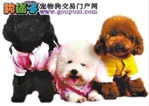 春节临近，宠物美容院里狗狗们排队做“SPA”