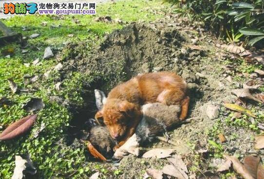 长春开展集中整治大型犬烈性犬专项行动