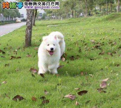 两个月的萨摩耶食欲差，喝水也吐是怎么了