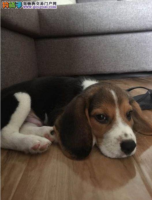 比格犬消化不良问题的系统解决方案