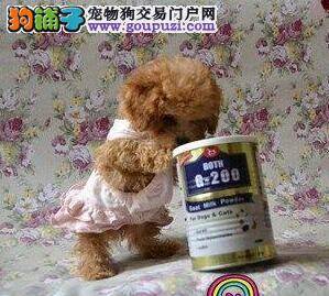 刚买回家的泰迪犬需要打什么疫苗