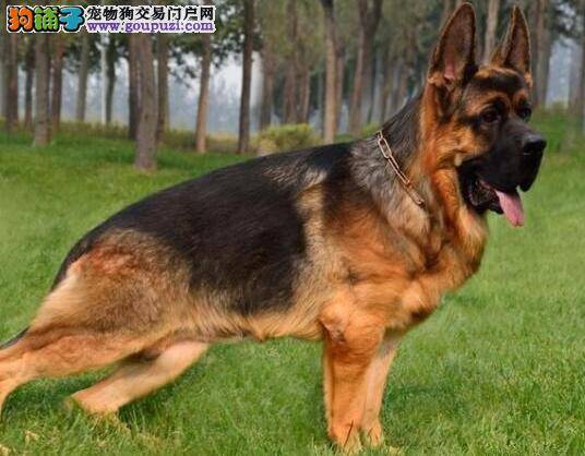 德国牧羊犬刚出生12天就流清鼻涕有没有事