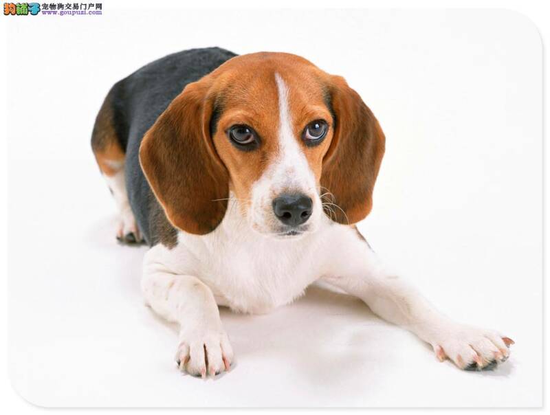健康比格犬的挑选守则