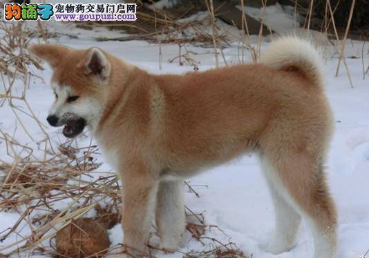 挑选健康秋田犬应该遵循哪些步骤
