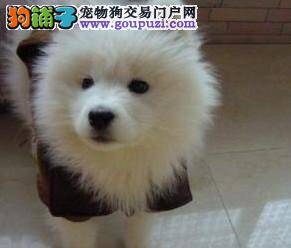 流浪西施犬走失一年多与主人重逢