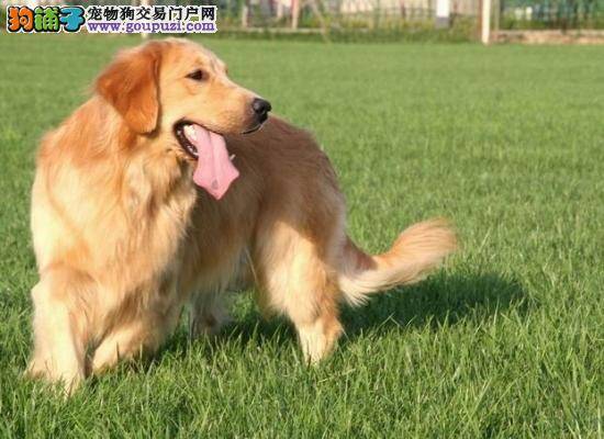 40多天的金毛犬身上出现虱子，很痒怎么办