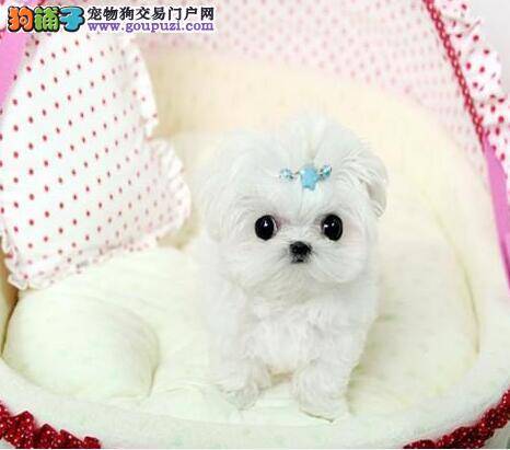 如何照顾刚出生的马尔济斯犬