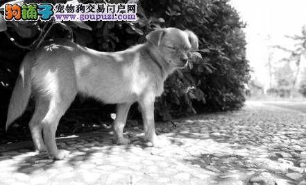 昆山市推出微博认养流浪犬  方便市民寻找领养狗狗