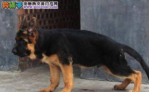 请问怎么训练德国牧羊犬随地大小便的毛病