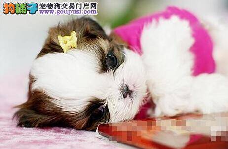 听听专家怎么说 茶杯犬的各种疾病要怎样治疗