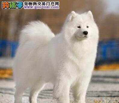 我家萨摩耶好几天不吃不喝了是什么情况