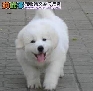 买大白熊犬如何分辨雌雄与年龄