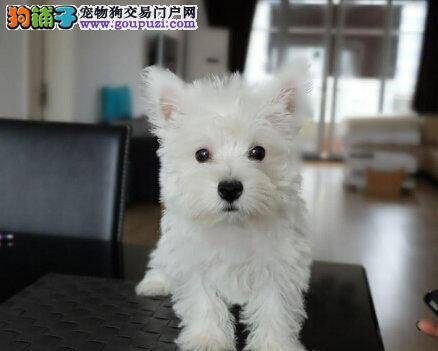 西高地总发抖，没精神应如何是好