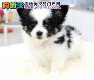 教会蝴蝶犬大小便你可以这样做