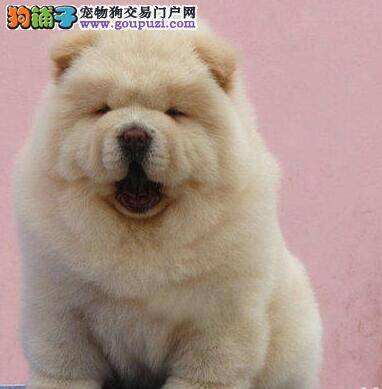 松狮犬最近拉稀，呕吐如何是好