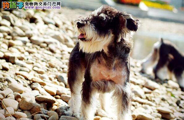 凉爽夏天这样过 雪纳瑞也需换夏装