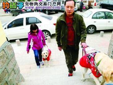 青岛首批导盲犬亮相 市民需多理解多支持