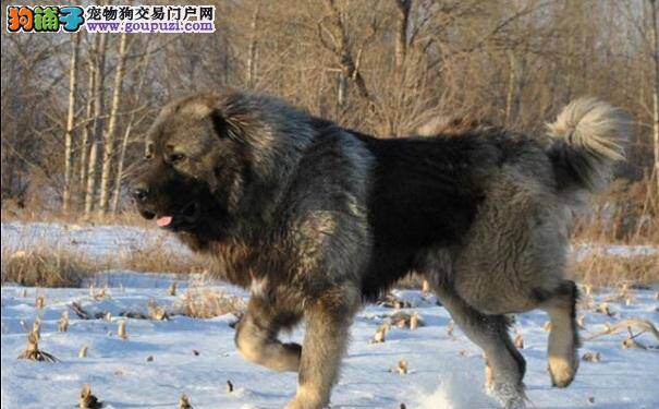 高加索犬患佝偻病的原因以及治疗方法