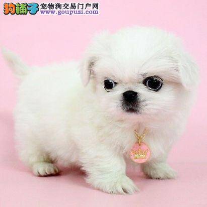 京巴犬应该多久洗一次澡才是合适的
