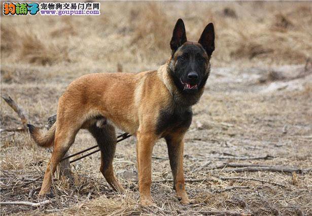 【马犬价格】纯种马犬多少钱一只（全国报价）