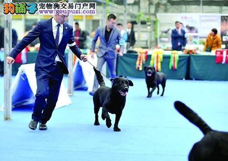 太湖宠物节昨天开幕 众多狗狗来苏州比美