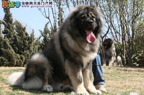 远离包子和饺子 如何避免高加索犬误食而中毒