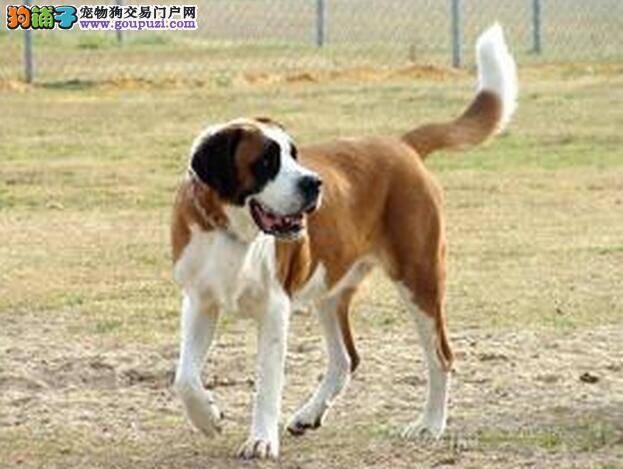 给圣伯纳犬接种疫苗的重要事宜