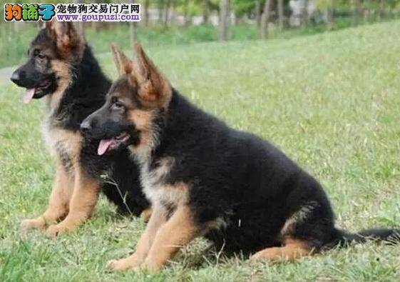 军用警用犬狼犬的由来和性格了解