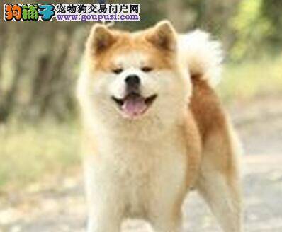 宠物育儿经 解决秋田犬挑食的三大方法