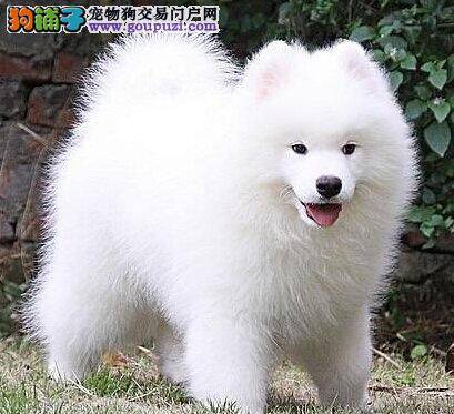 刚买的萨摩耶患上细小了应吃什么药好