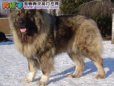 养狗最好由幼犬开始 挑选多大的高加索犬最合适